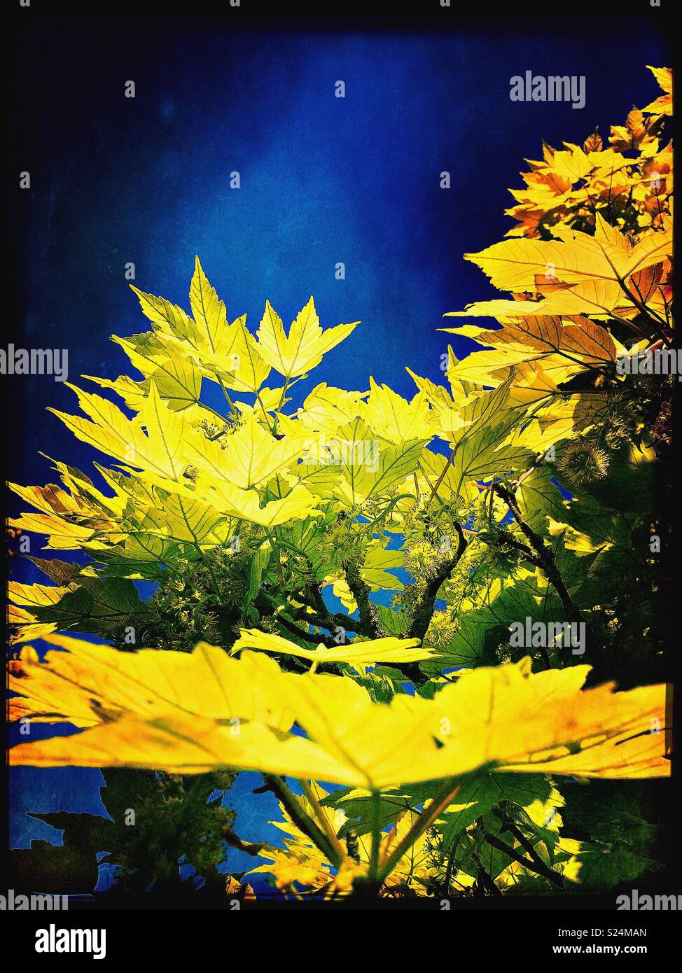 Beautiful green and yellow leaves against a deep blue sky. - Smartphone Captured Stock Image