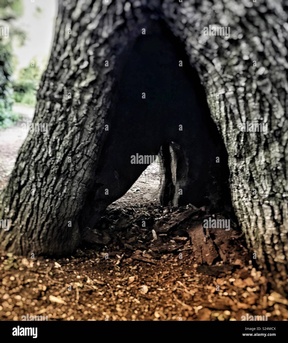 Hole through the trunk of a tree Stock Photo - Alamy