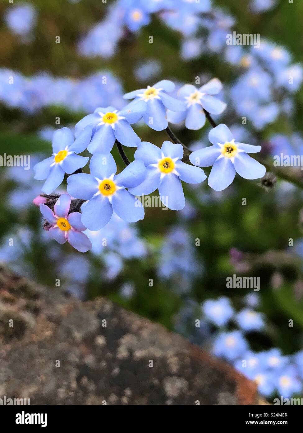 Forget me nots in spring Stock Photo