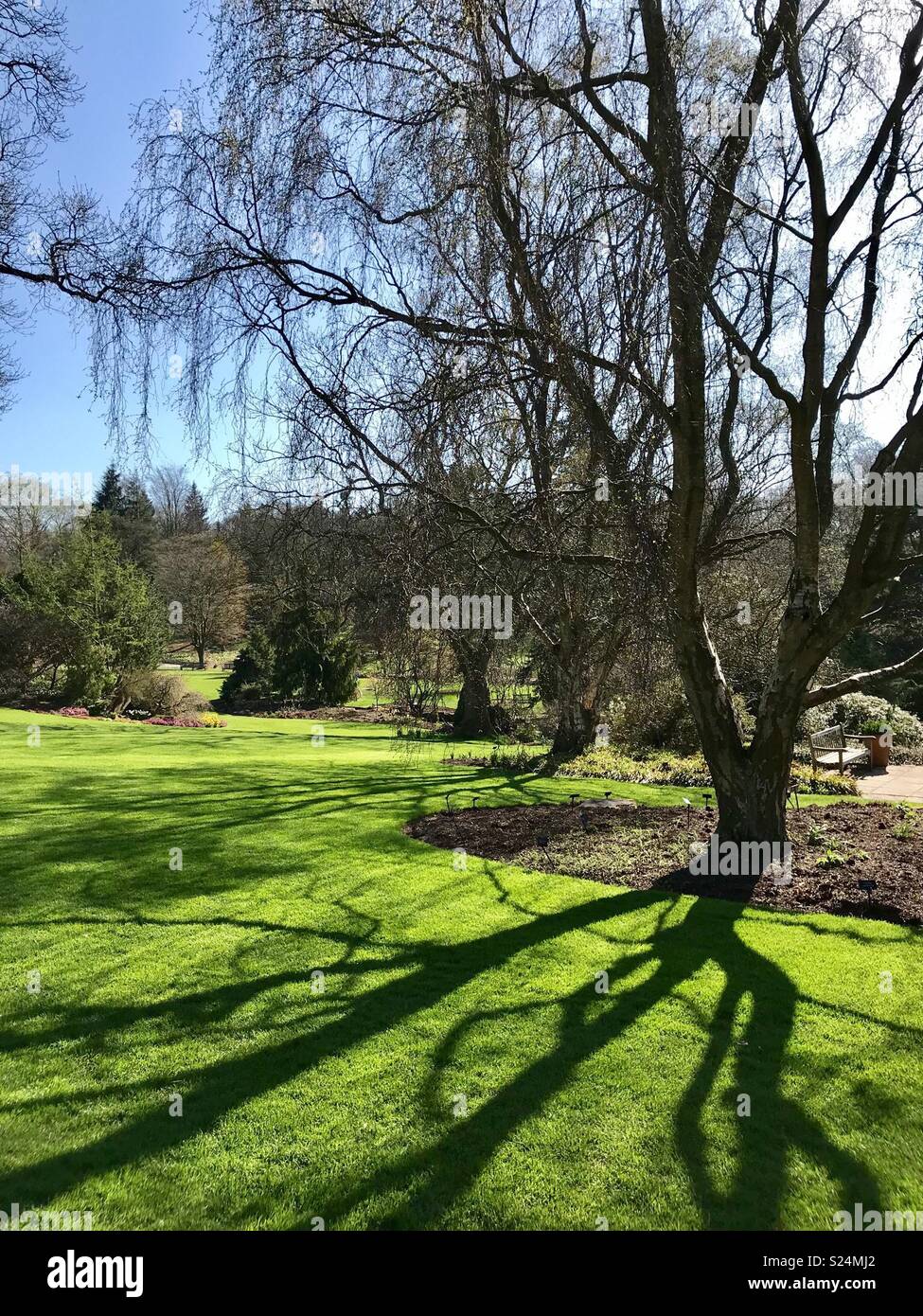 Evening shadows.  Bare tree casting shadows across a neatly trimmed green lawn in spring.  Blue sky and sunny day Stock Photo