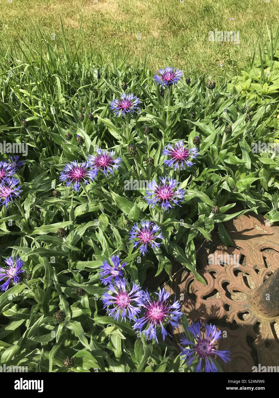Perennial Cornflower, Mountain Cornflower, Montane Knapweed or Mountain