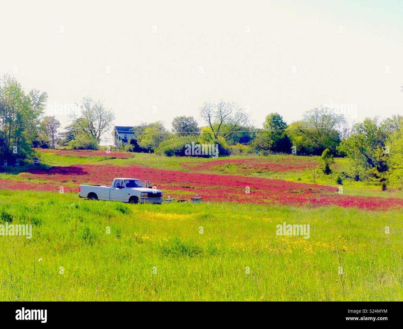Red Crimson Clover stripe of color through green North Carolina field, with white pickup and farmhouse - Smartphone Captured Stock Image