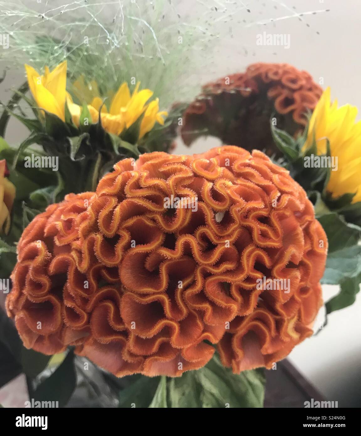 Brain-like flower. Stock Photo