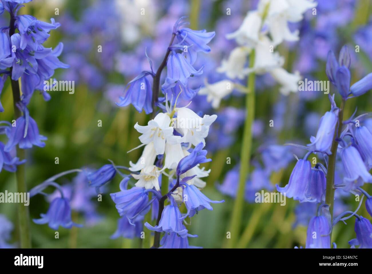 bluebells flowers nature Stock Photo