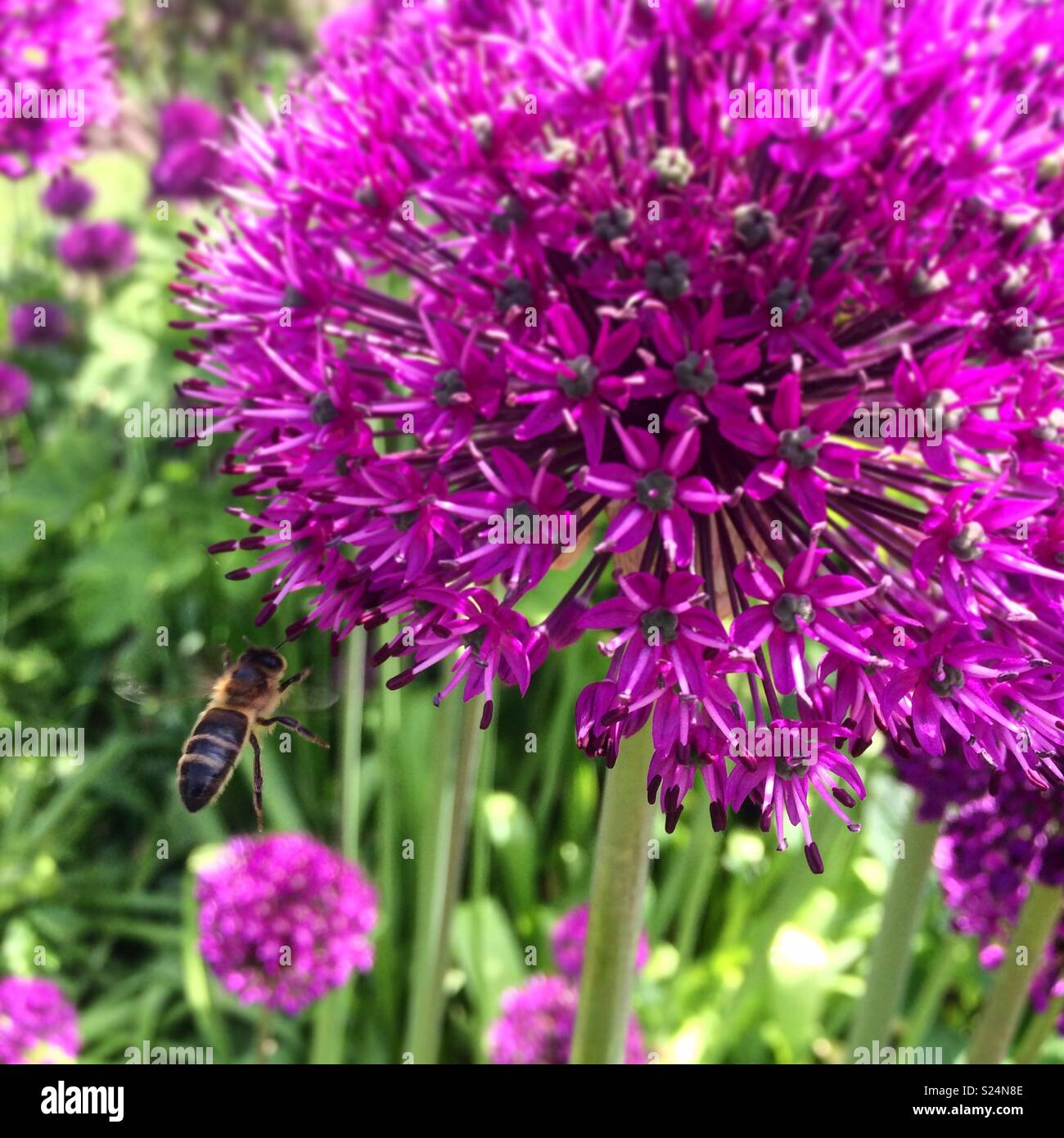 Honey bee feeding on an alium flower. Stock Photo