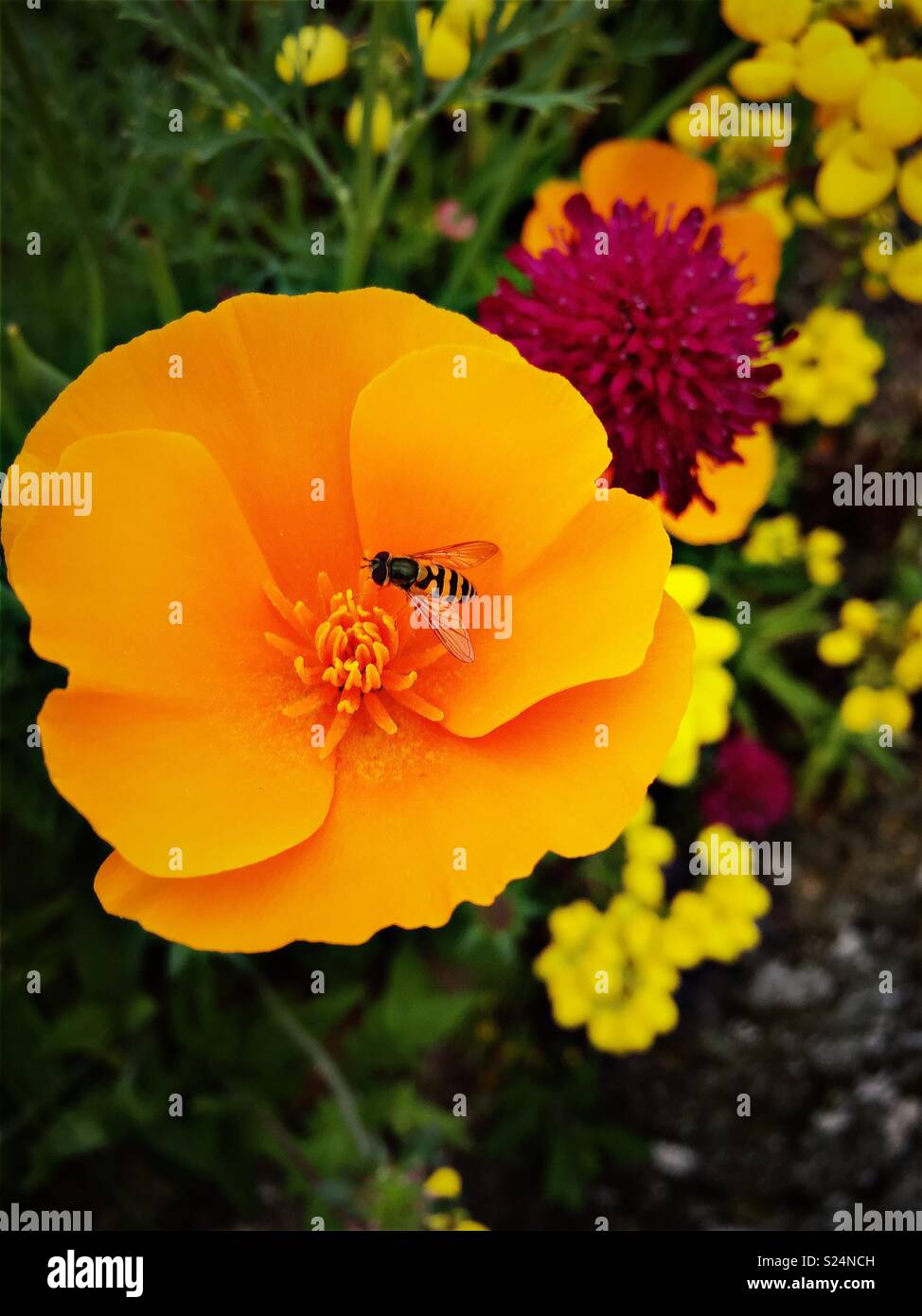 Hoverfly pollinating orange California eschscholzia Californica poppy - Smartphone Captured Stock Image
