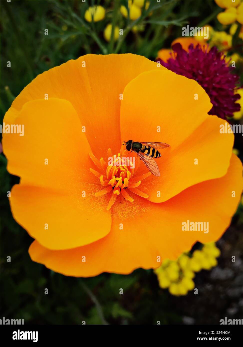 Hoverfly pollinating/collecting pollen on orange California eschscholzia Californica poppy - Smartphone Captured Stock Image