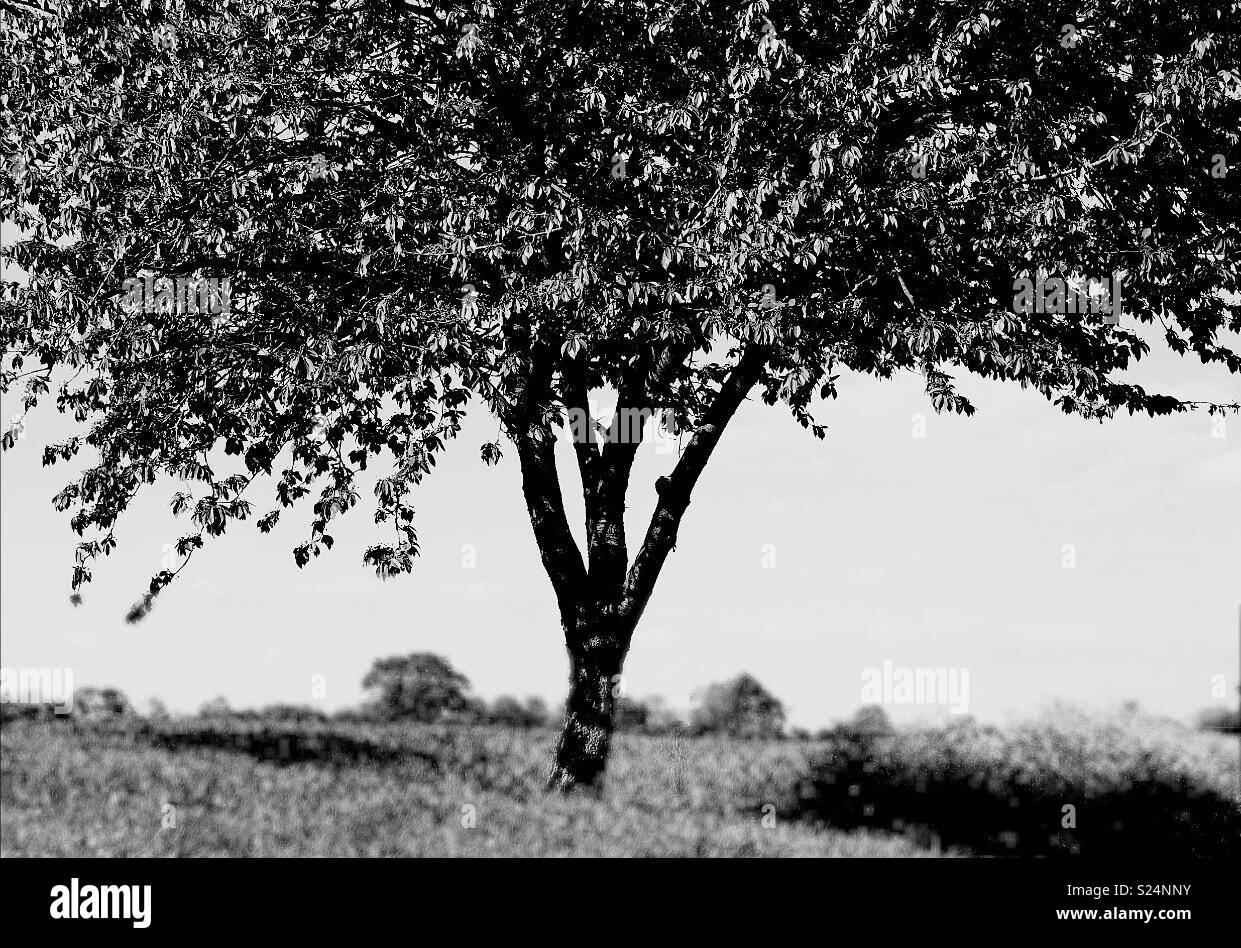 Tree black white hi-res stock photography and images - Alamy