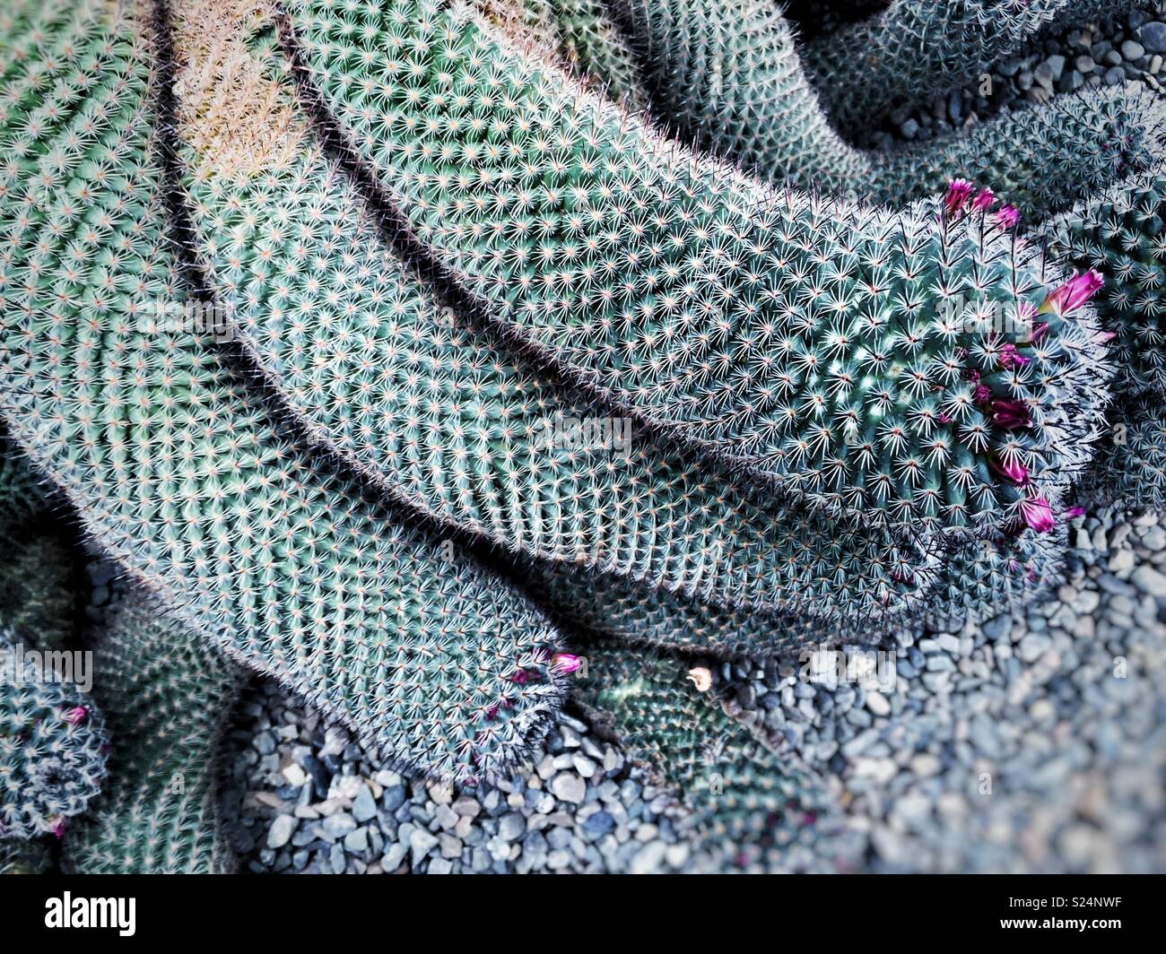 Giant cacti succulents Stock Photo