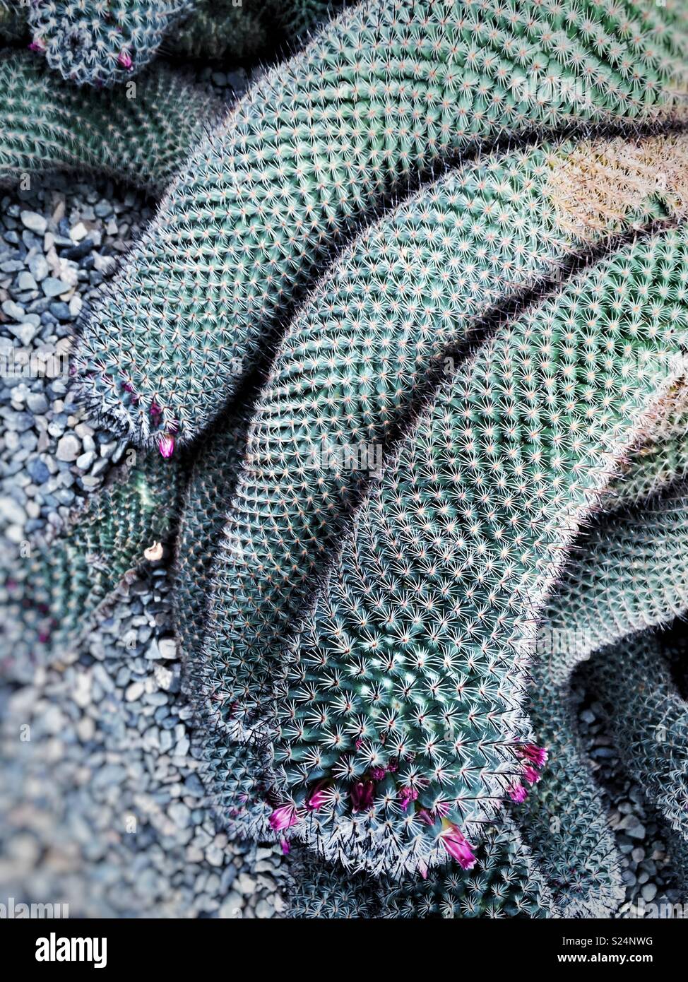 Giant cacti succulents Stock Photo