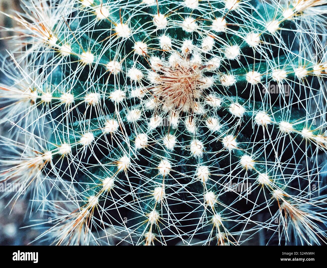 A very prickly cactus from the top Stock Photo