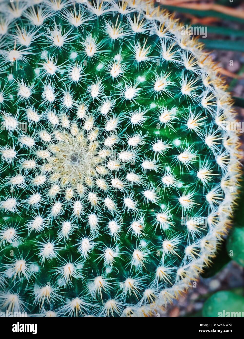 Radial spiral symmetry top view of a cactus plant Stock Photo