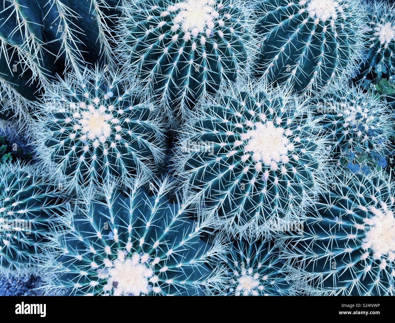 Dangerous prickly plants cacti succulents - Smartphone Captured Stock Image