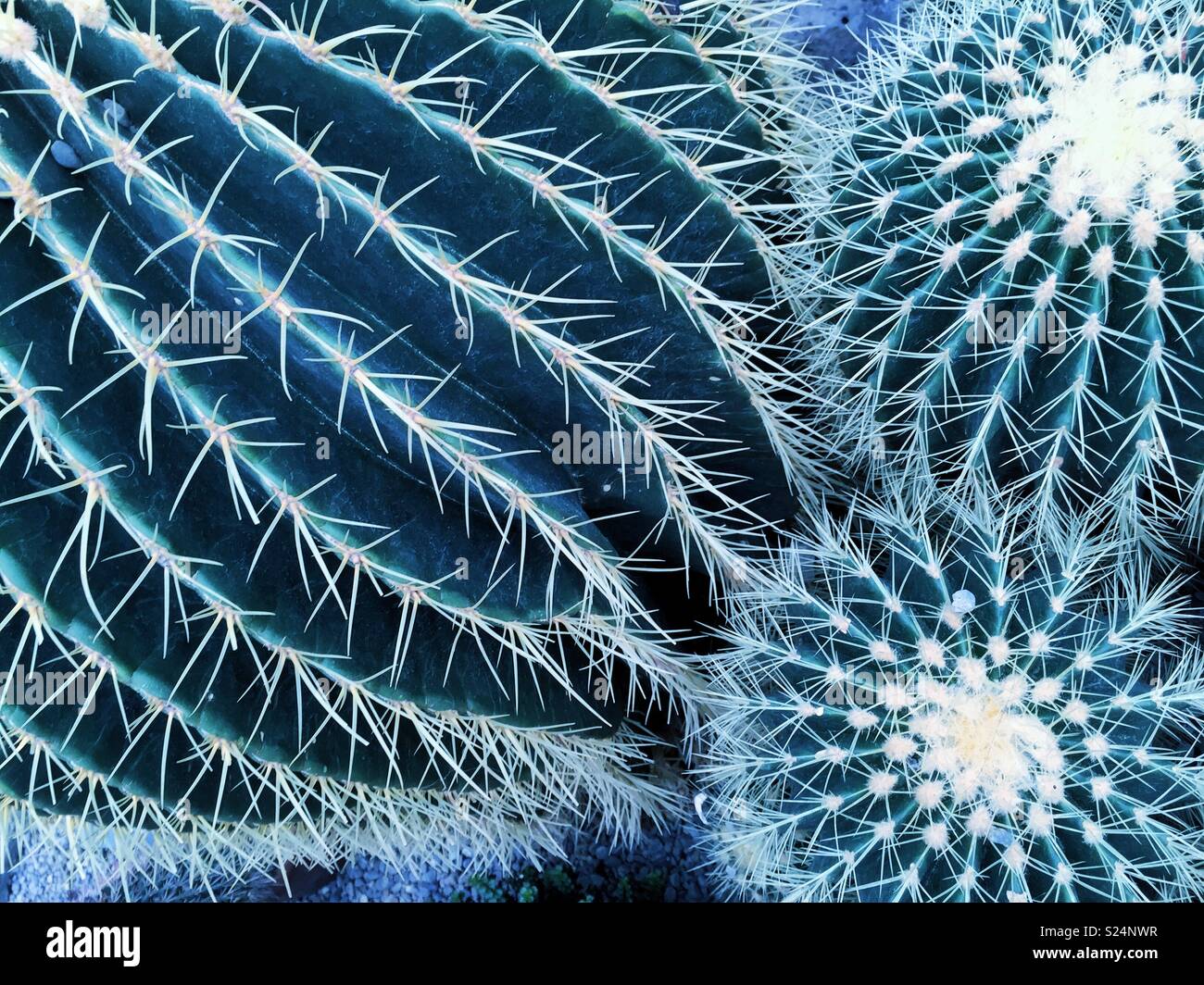 Dangerous prickly plants cacti succulents - Smartphone Captured Stock Image