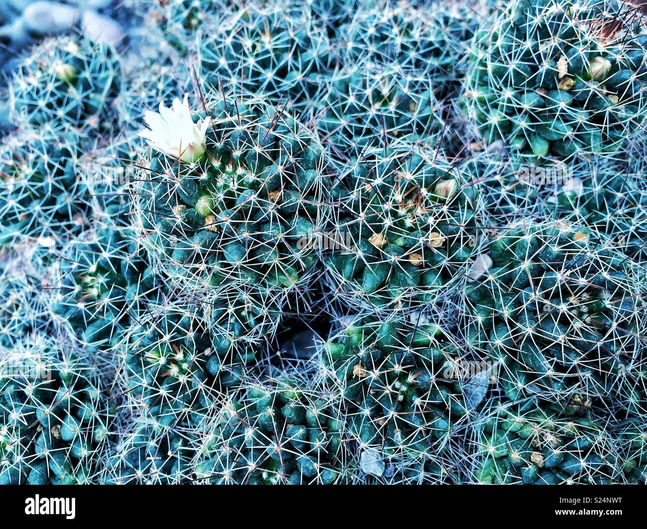 Single flower blooms on top of Dangerous prickly plants cacti succulents Stock Photo