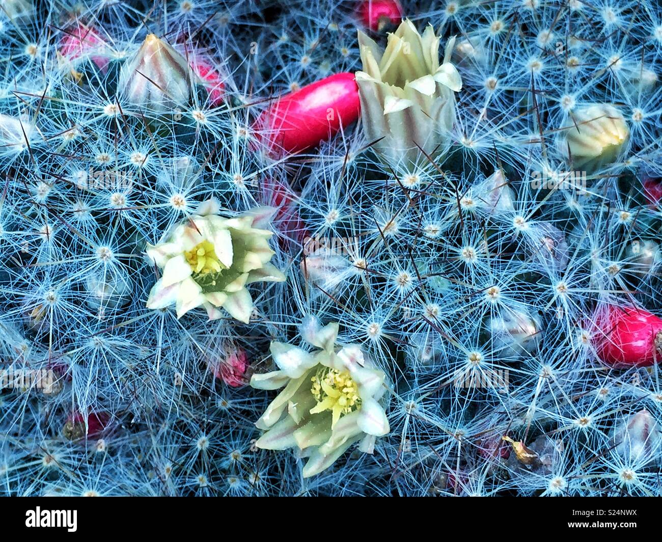 flowers bloom on top of Dangerous prickly plants cacti succulents - Smartphone Captured Stock Image