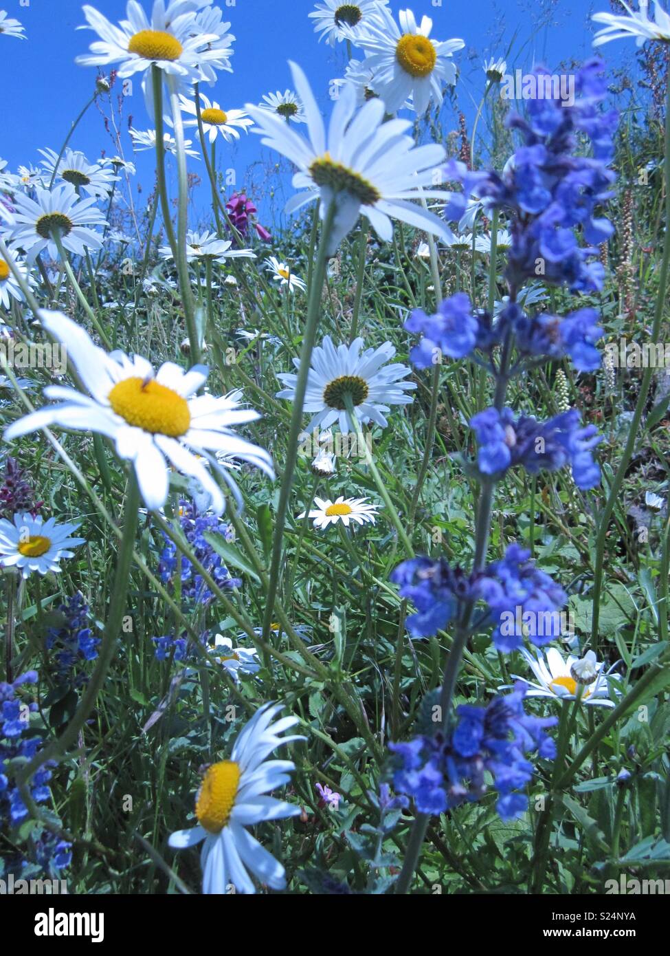 Bugle Flowers High Resolution Stock Photography and Images Alamy
