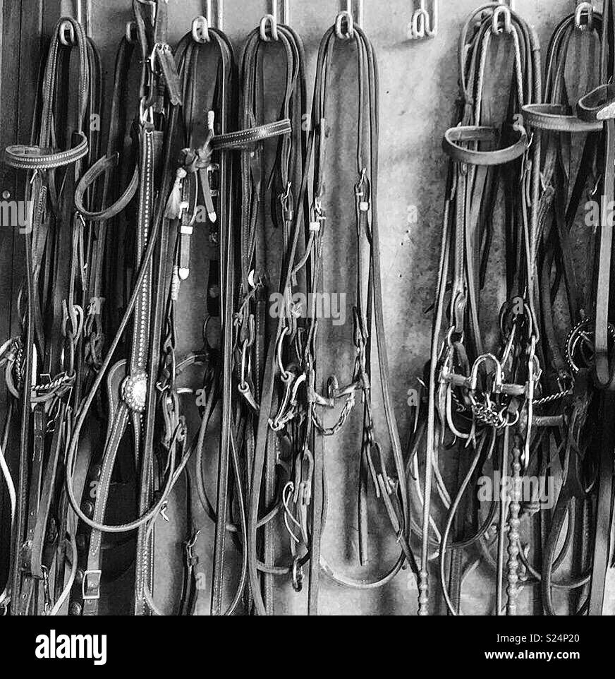 Bridles handling in a row- tack room walls ready for the next horse Stock Photo