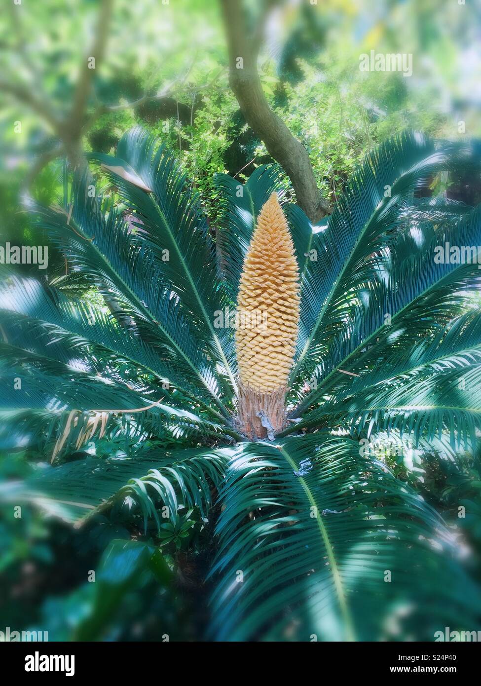 Blooming cycas Stock Photo