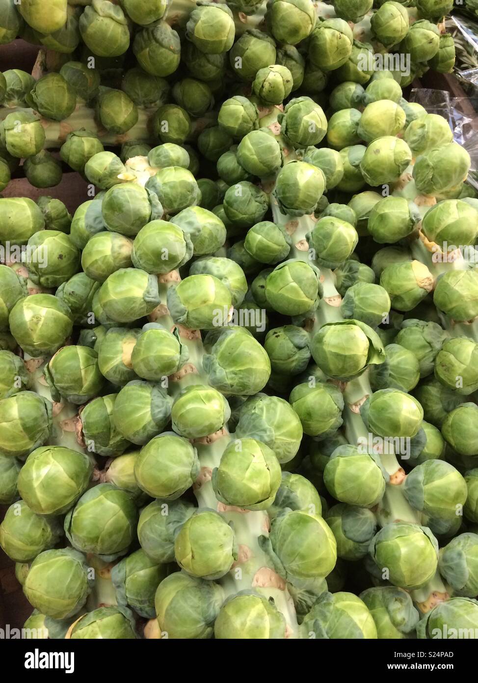 Sprouts on stalks - Smartphone Captured Stock Image