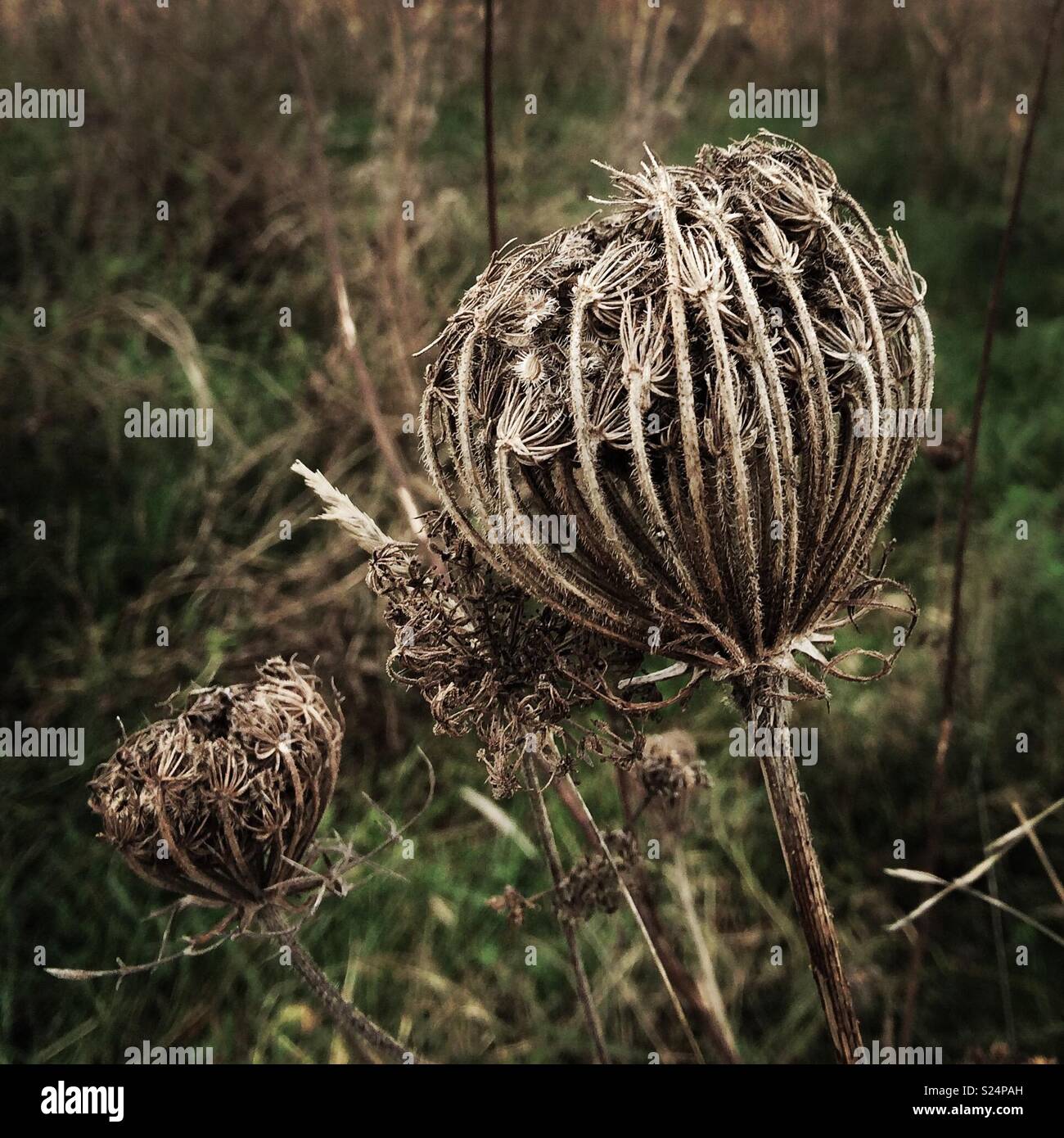 Autumn seedheads - Smartphone Captured Stock Image