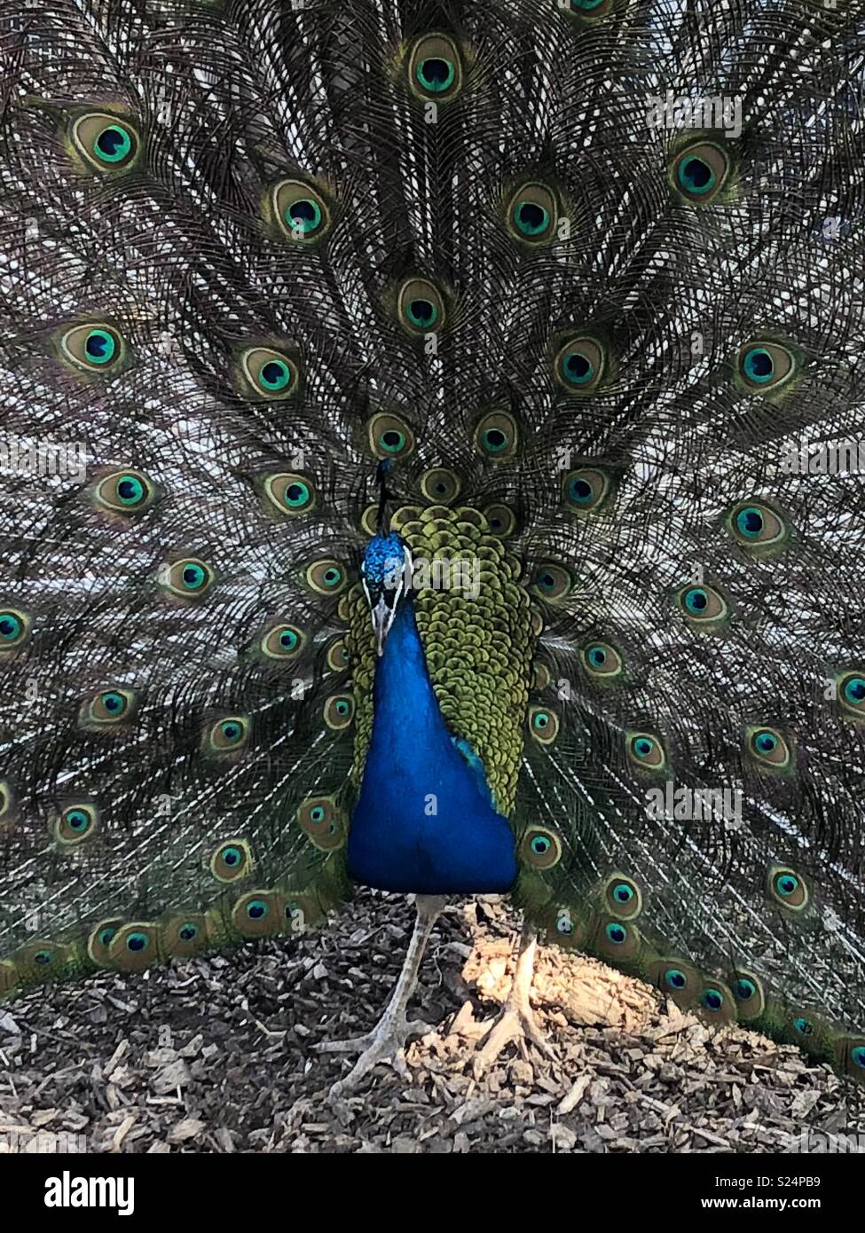 Peacock feet hi-res stock photography and images - Alamy