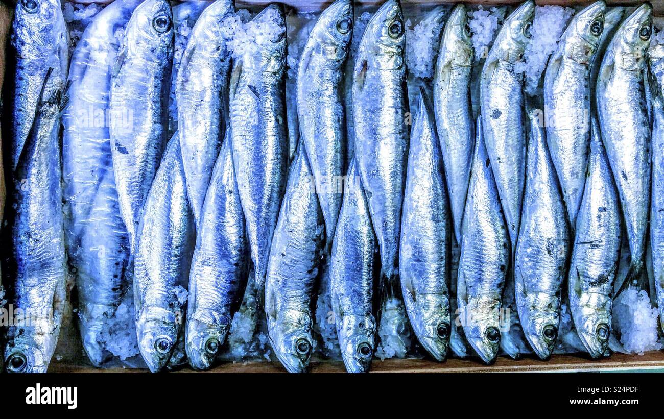 Salted sardines hires stock photography and images Alamy