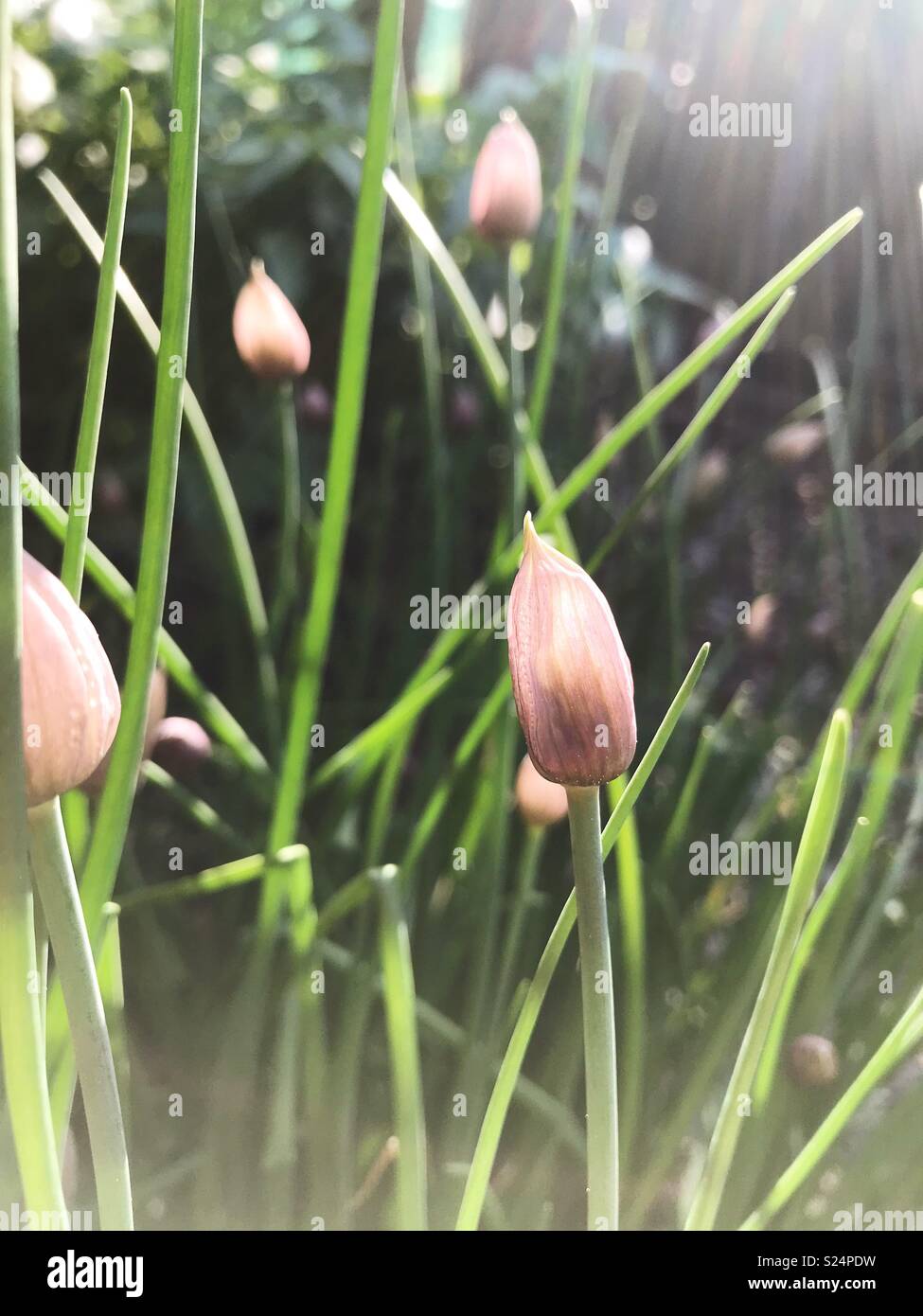 Chive flower buds in a garden in Northumberland, England. - Smartphone Captured Stock Image