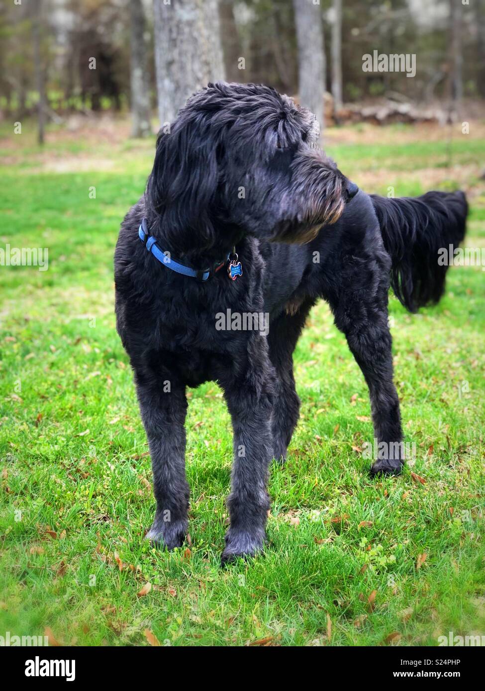 Aussiedoodle High Resolution Stock Photography And Images Alamy