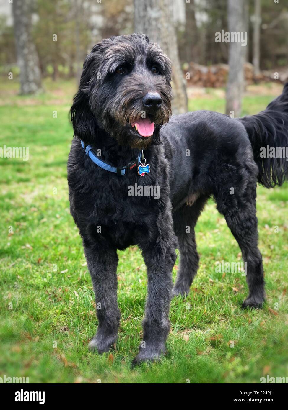 Black Australian Shepard Standard Poodle Mix adult male standing, cute, medium thick hair, looking calm, in grassy field with trees Stock Photo - Alamy