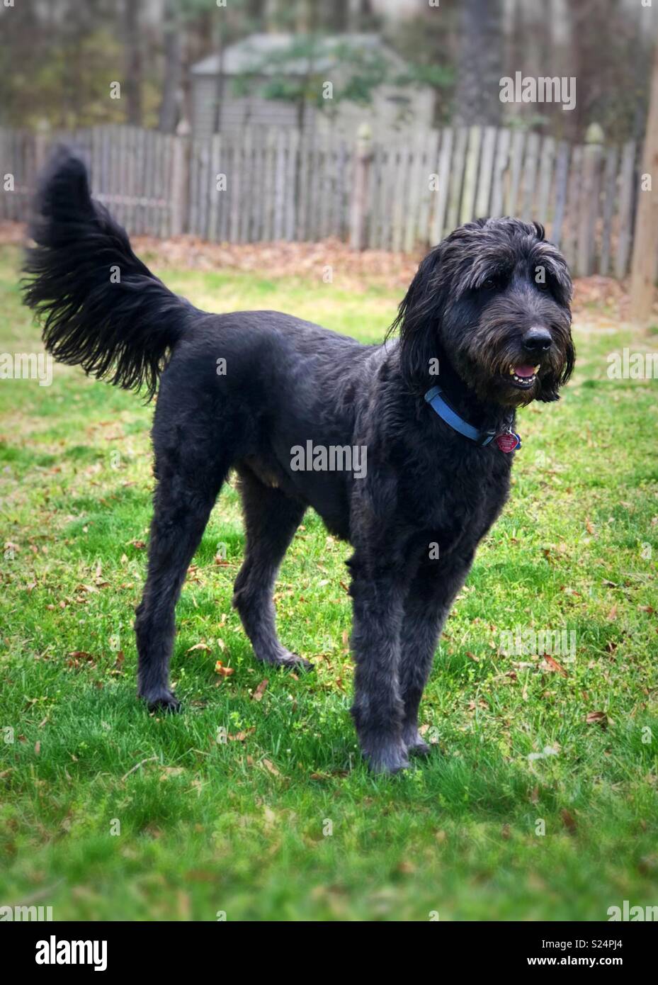 Black Australian Shepard Standard Poodle Mix Aussie Doodle Adult Male Dog Standing Cute Medium Thick Shaggy Hair Looking Calm In Grassy Field With Trees And Fence Stock Photo Alamy