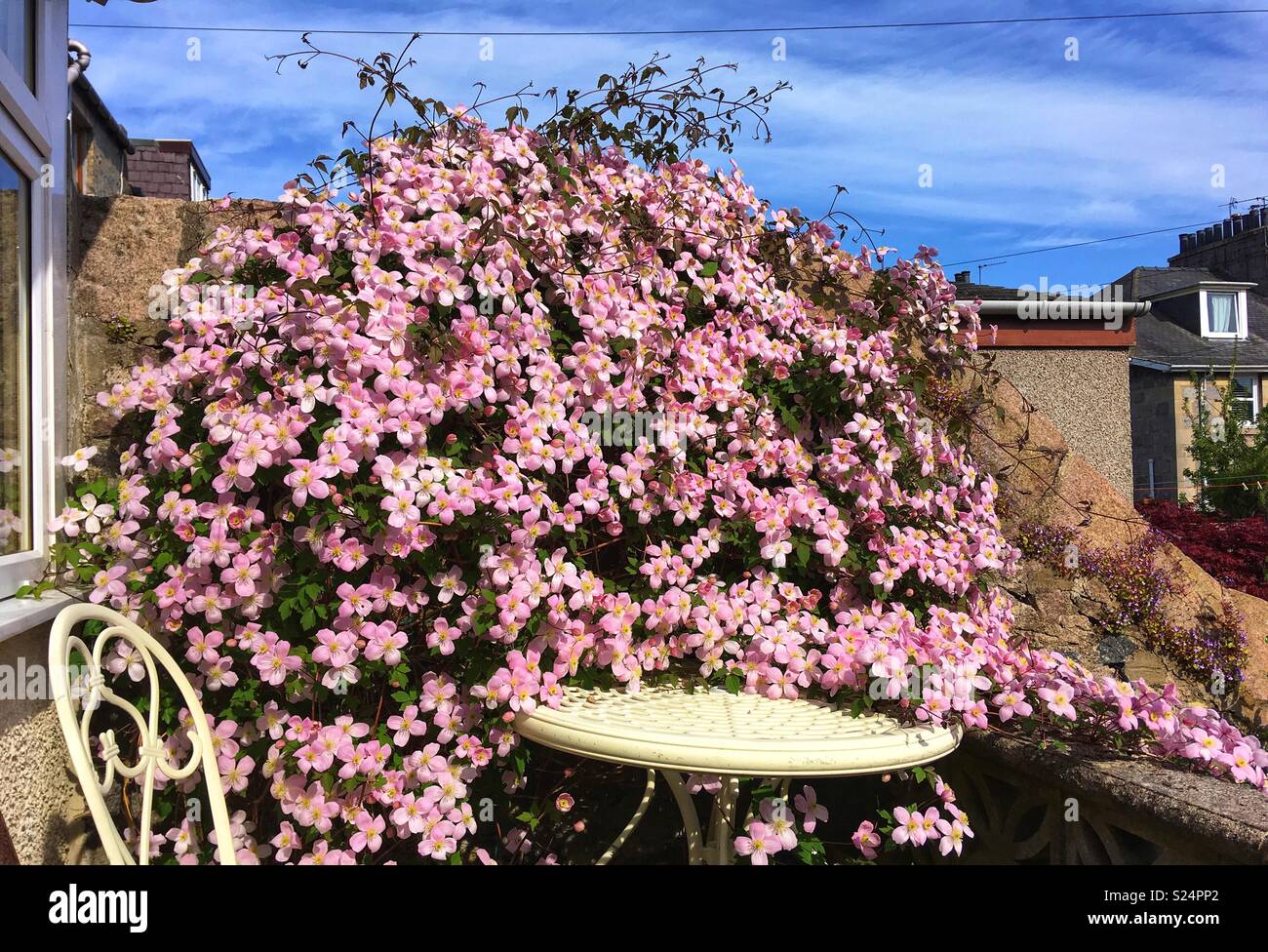 Clematis Montana Rubens Stock Photo Alamy