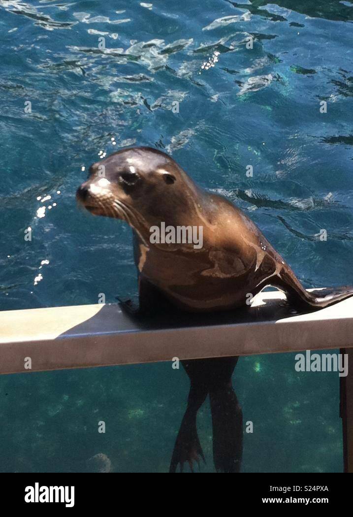 Sea lion life just hanging around Stock Photo