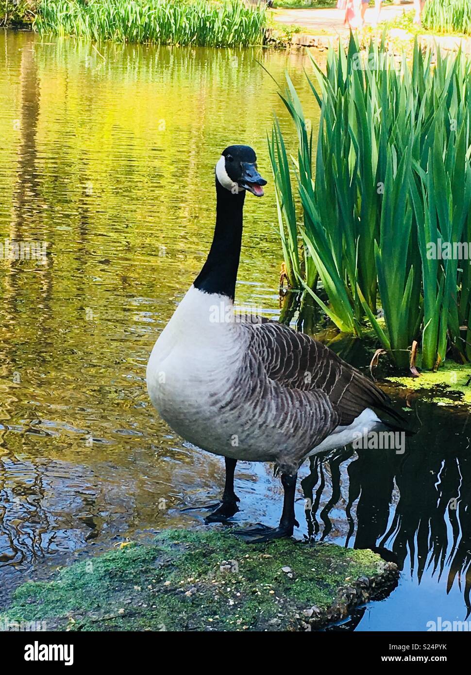 Noisy Canadian goose in a lake Stock Photo