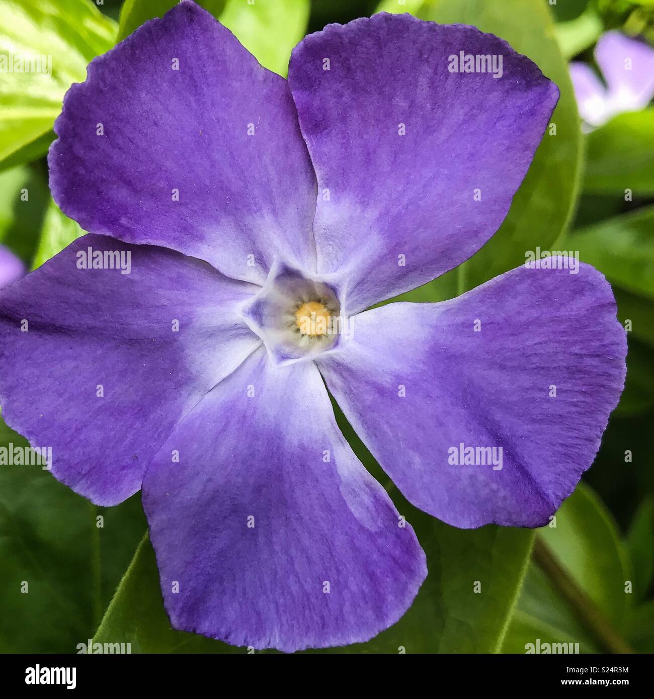 Periwinkle flower (vinca major) - Smartphone Captured Stock Image