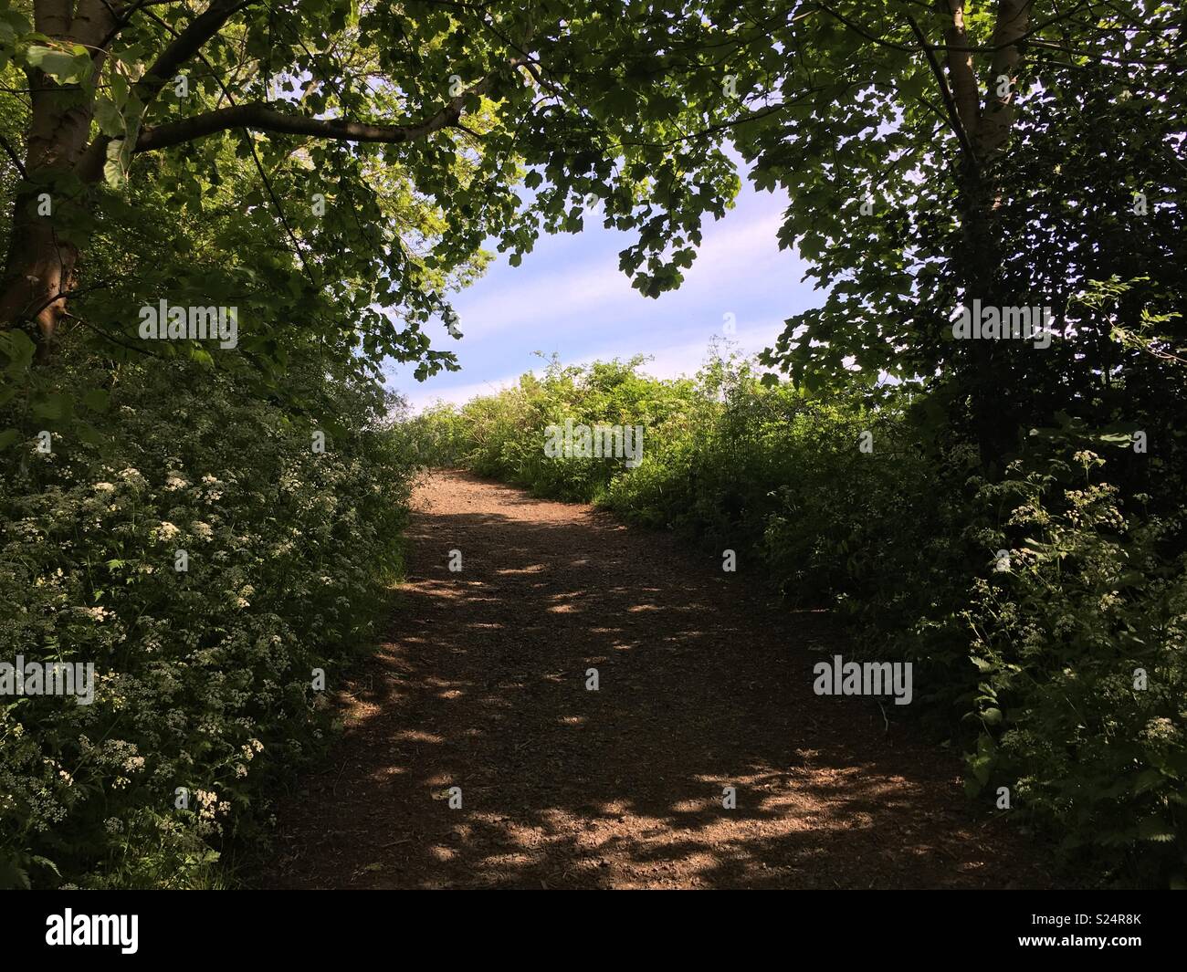 Blue skies beyond a country lane, dappled light on a summers day. Stock Photo