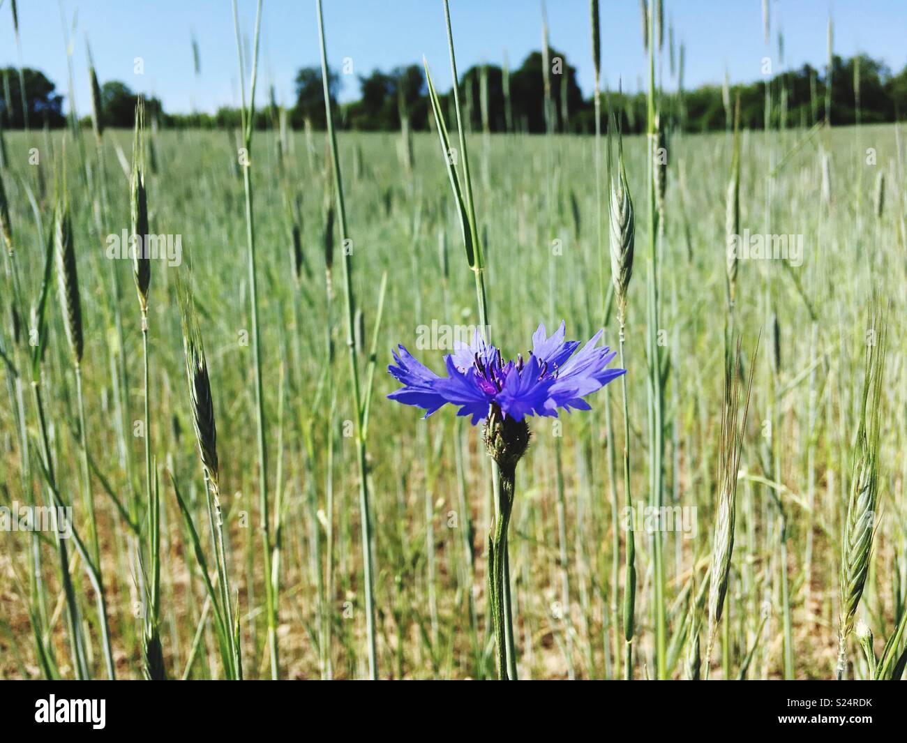 Cyanus segetum, centaura cyanus in a field of young wheat - Smartphone Captured Stock Image