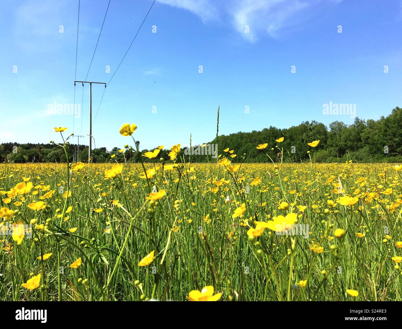 A meadow with yellow buttercups and a power line Stock Photo
