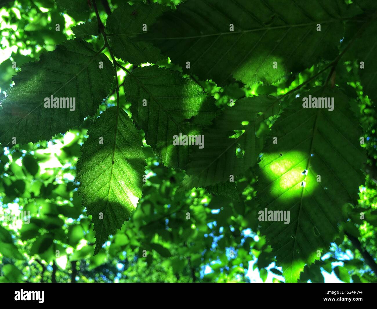 Leaves glistening in the sun - Smartphone Captured Stock Image