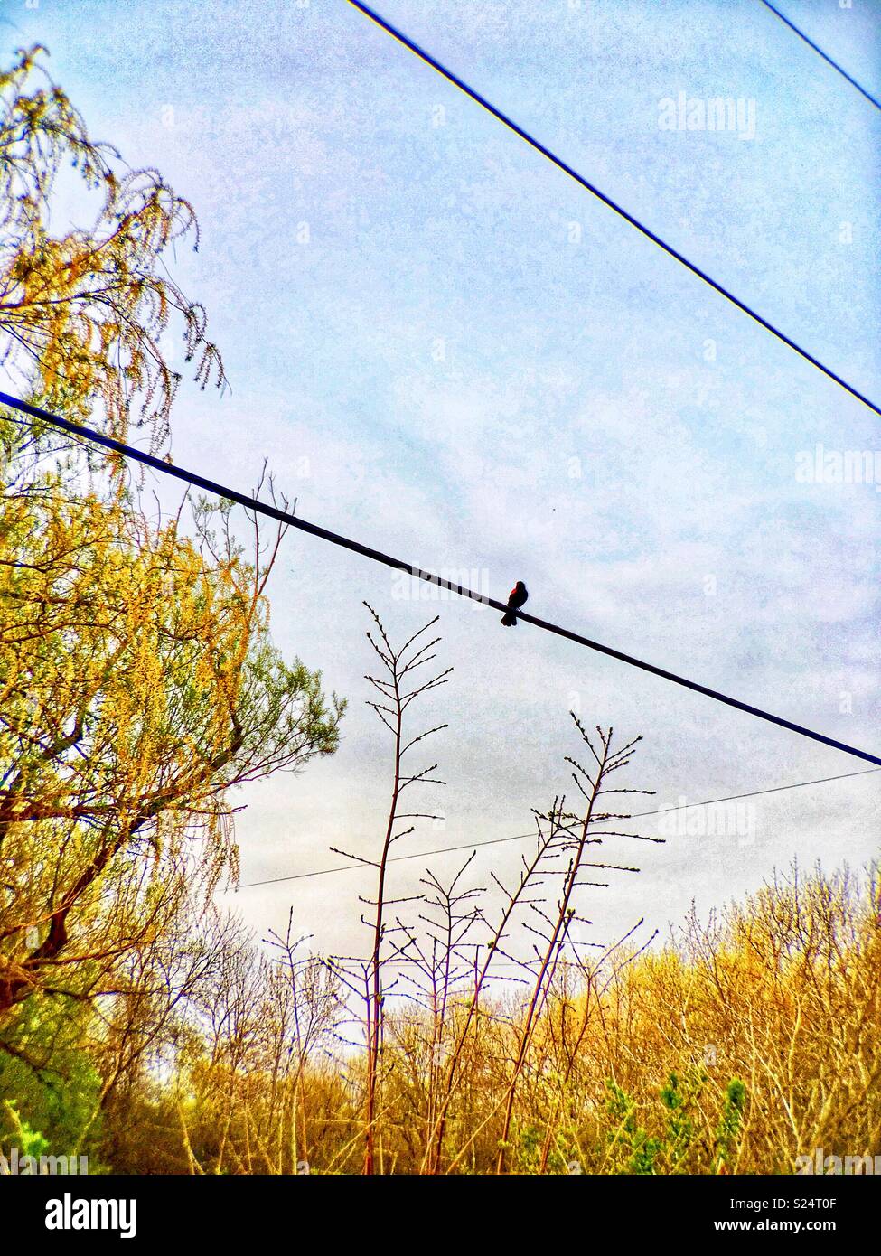 Red-Winged blackbird on telephone wire - Smartphone Captured Stock Image
