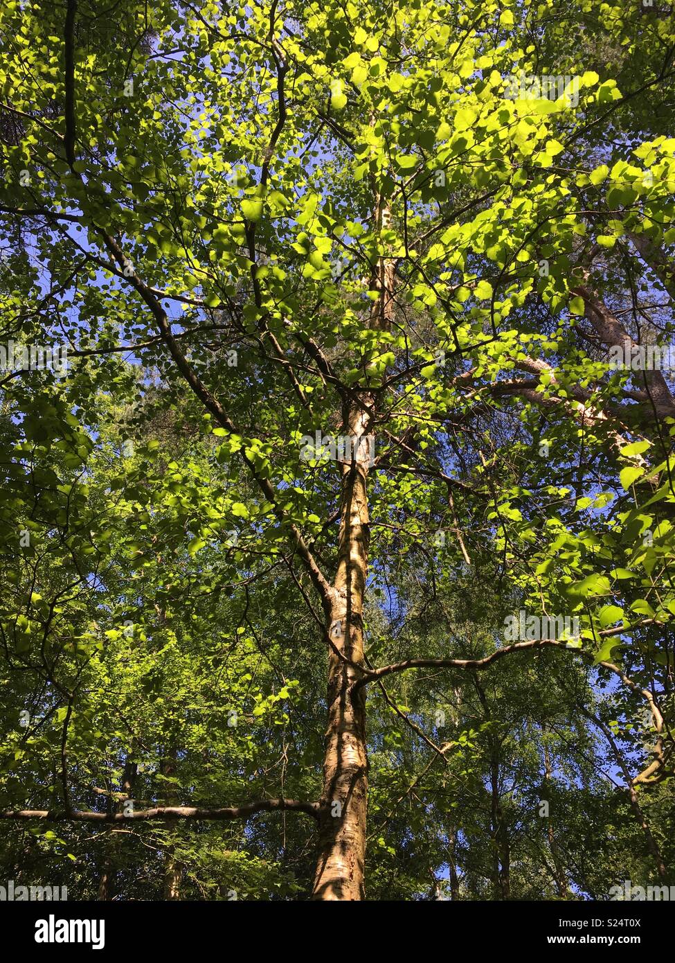 Blue sky and sunlight on spring silver birch tree in woodland Stock ...