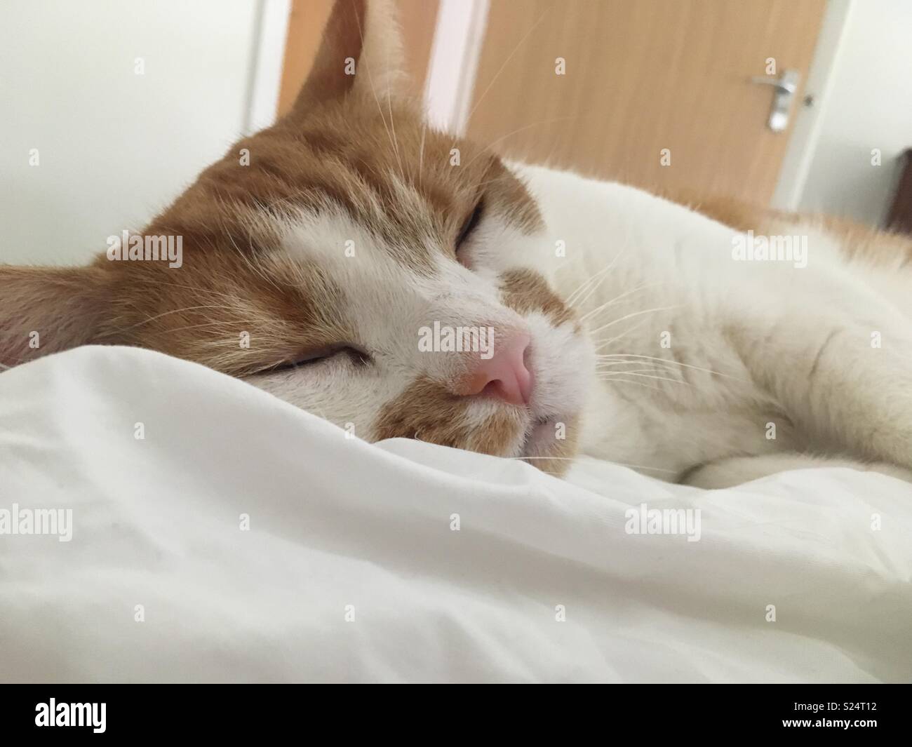 Cats best hi-res stock photography and images - Page 2 - Alamy