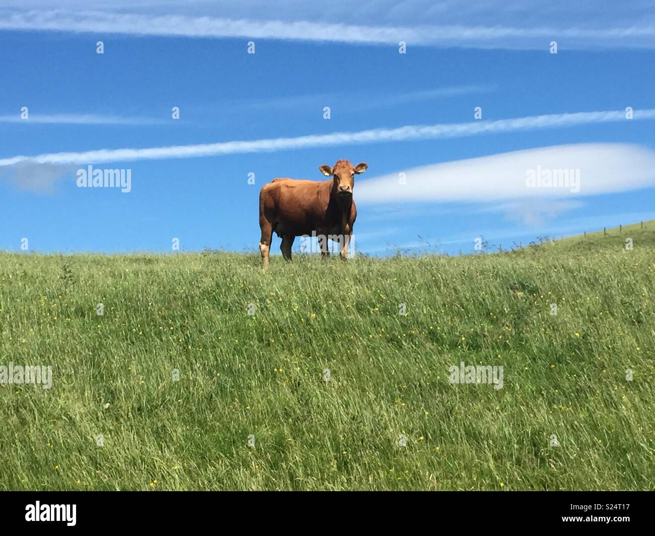 Lush green field with cow hi-res stock photography and images - Alamy