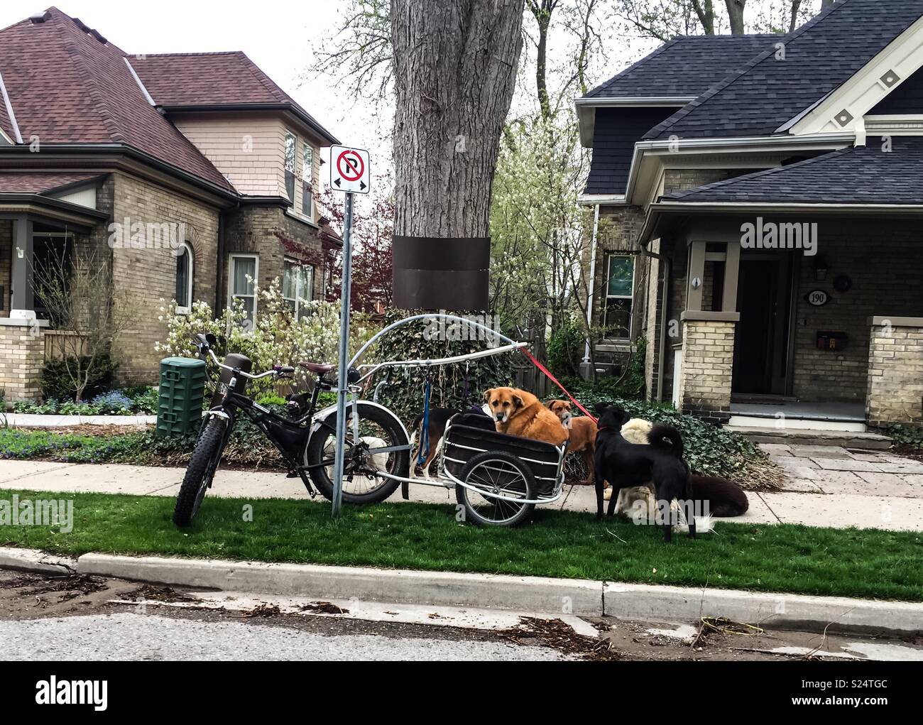 Dogs Waiting - Smartphone Captured Stock Image