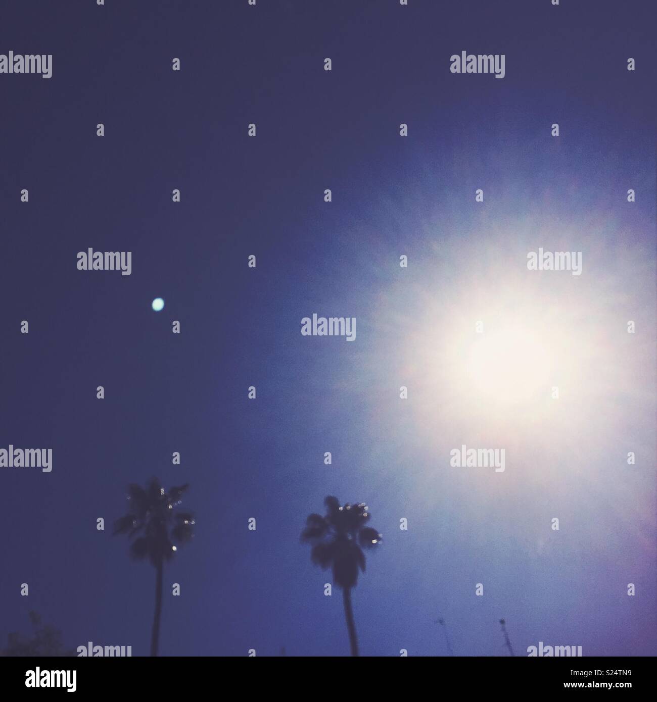 Two palm trees in a sunny day - Smartphone Captured Stock Image