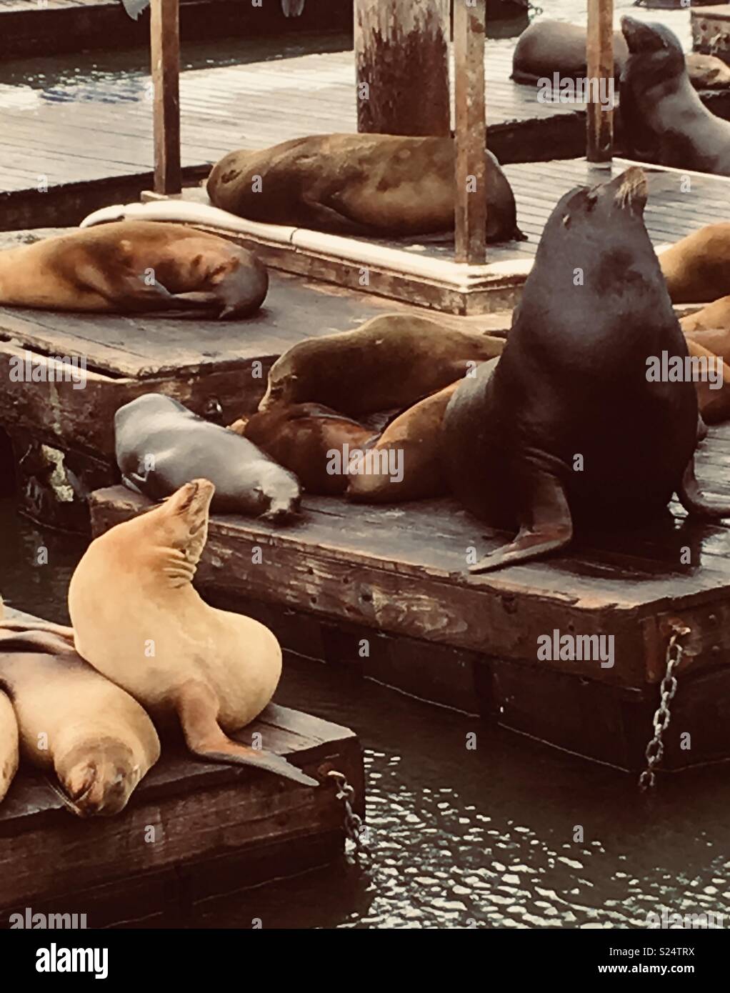 Sea Lions at Pier 39, San Fransisco Stock Photo