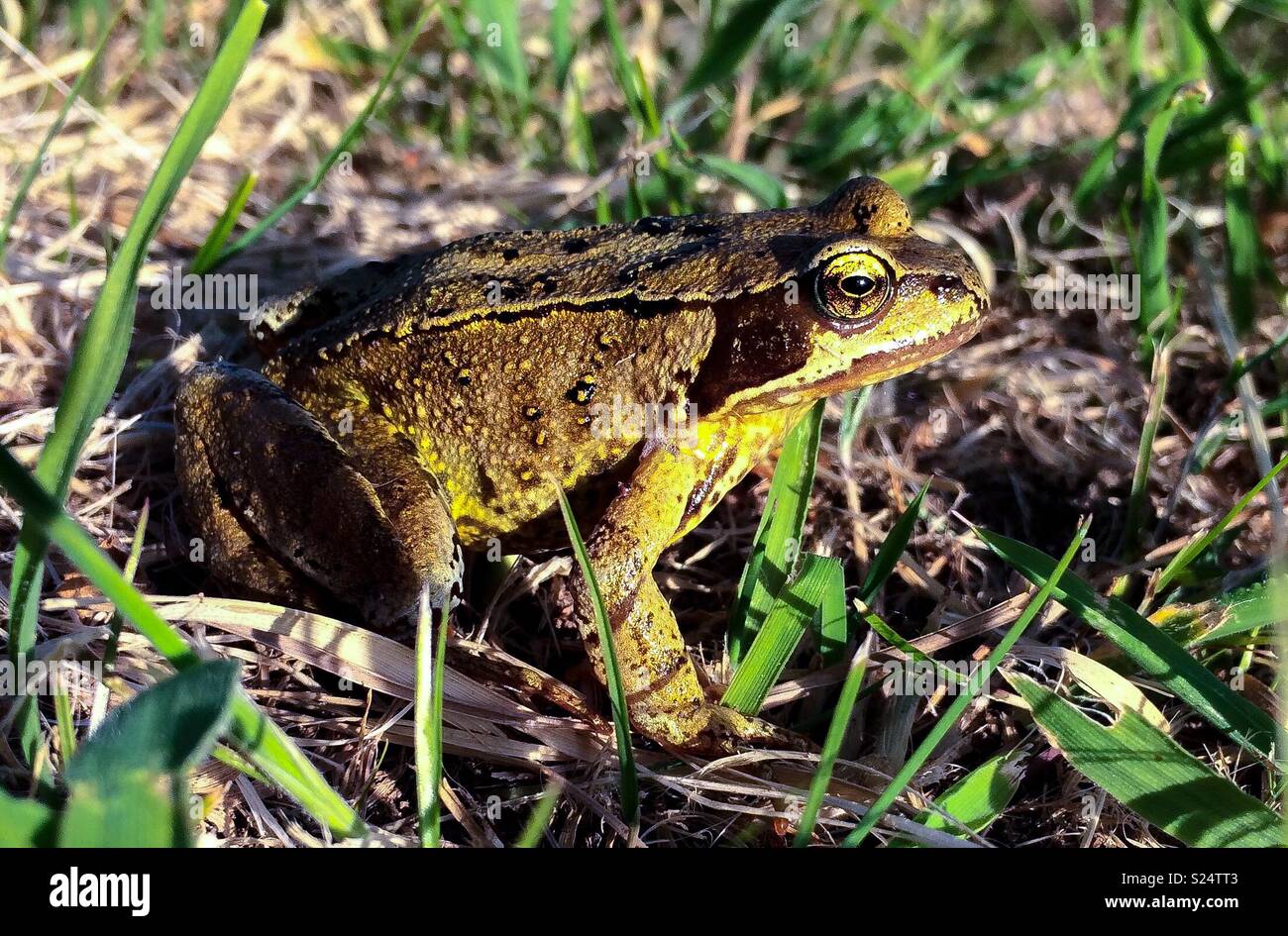 Garden Frog - Smartphone Captured Stock Image