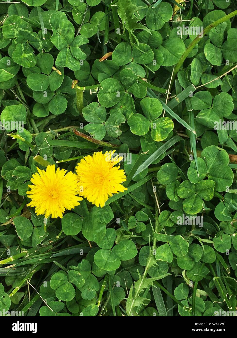 Dandelion flowers and clover on lawn Stock Photo Alamy