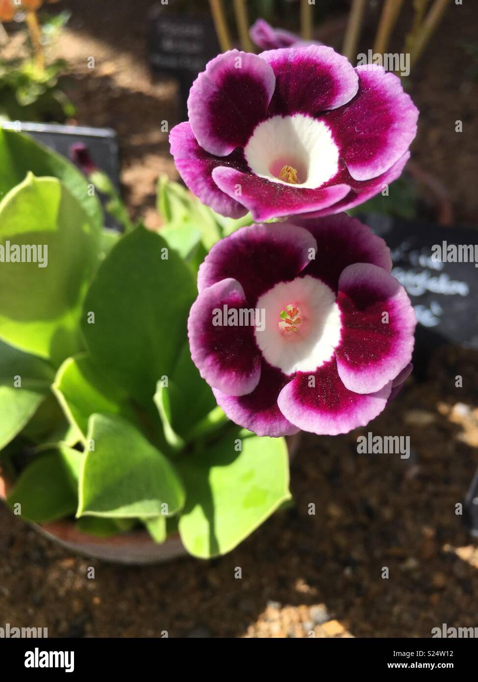 Purple alpine flowers Stock Photo