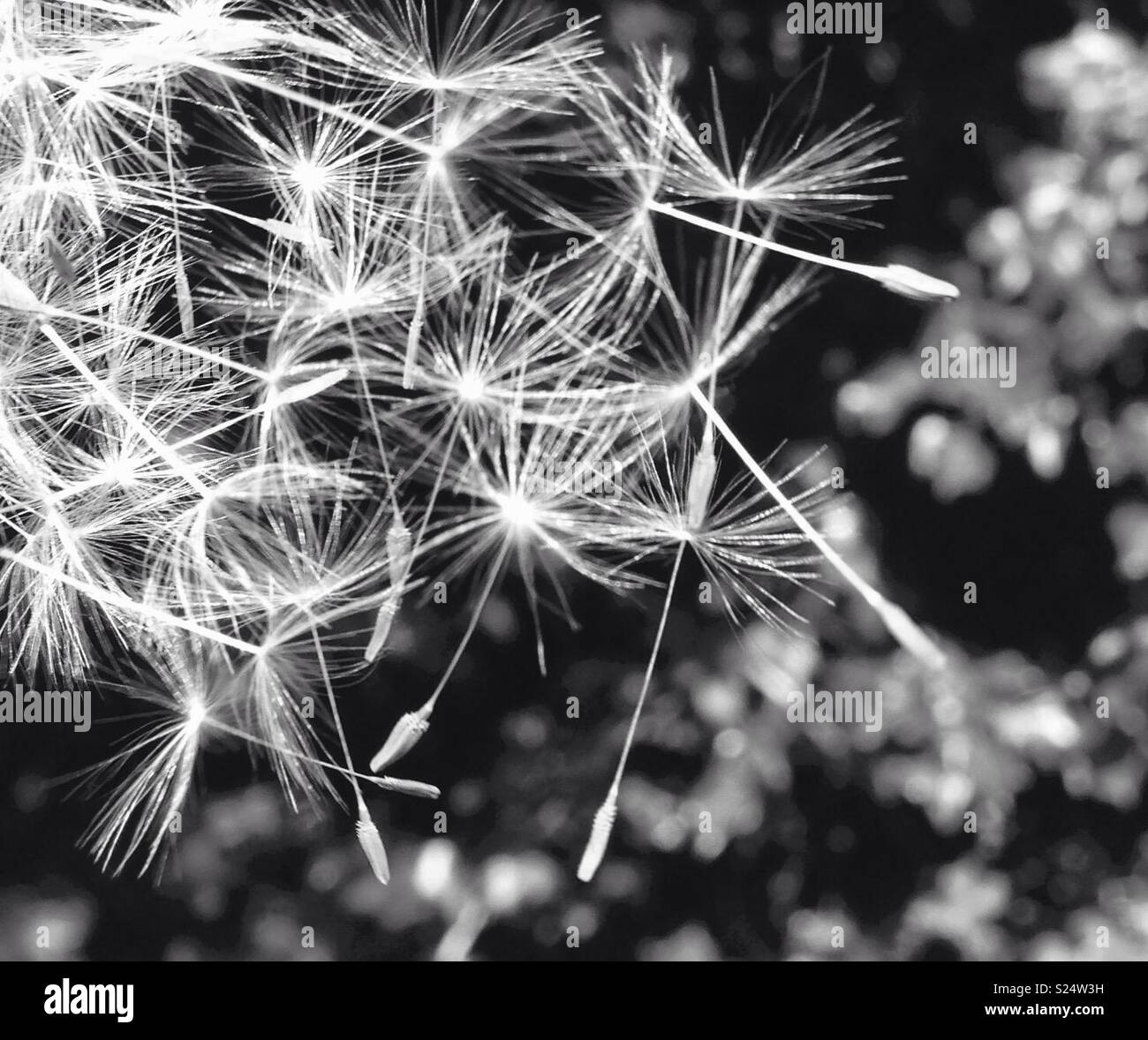 White flying seeds hi-res stock photography and images - Alamy